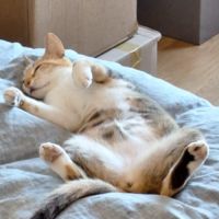 Mikou : une colocataire féline idéale ! #1