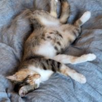 Mikou : une colocataire féline idéale ! #6