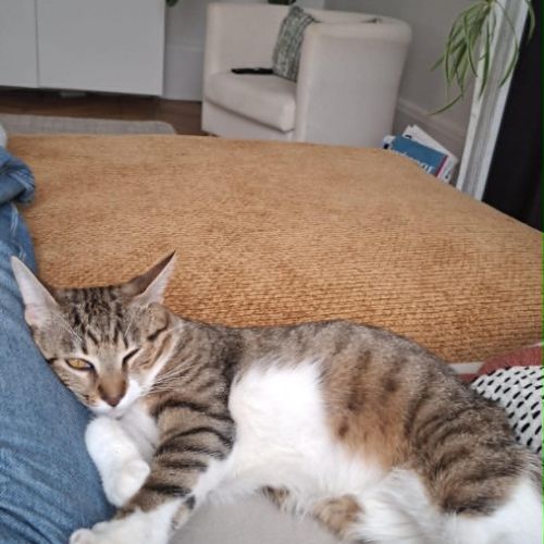 Teddy, 2,5 ans,  un vrai cœur sur pattes #2