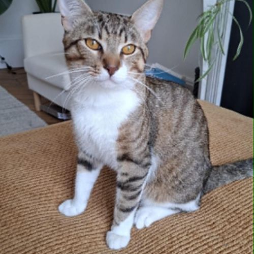 Teddy, 2,5 ans,  un vrai cœur sur pattes