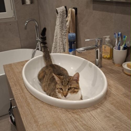 Teddy, 2,5 ans,  un vrai cœur sur pattes #5