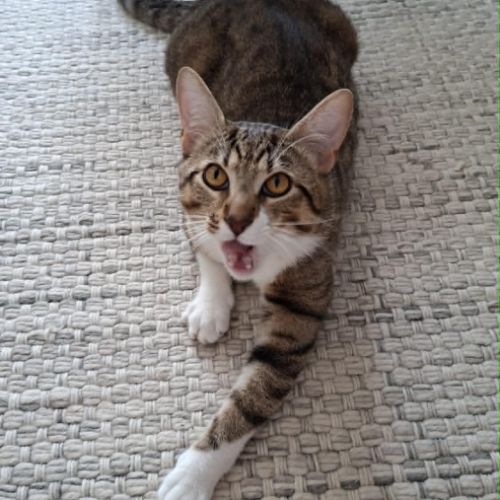 Teddy, 2,5 ans,  un vrai cœur sur pattes #6