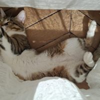 Teddy, 2,5 ans,  un vrai cœur sur pattes #1