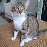 Teddy, 2,5 ans,  un vrai cœur sur pattes