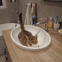 Teddy, 2,5 ans,  un vrai cœur sur pattes #5