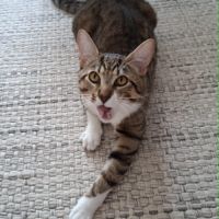 Teddy, 2,5 ans,  un vrai cœur sur pattes #6