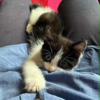 Merlin un petit bout parfait ! #2