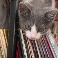 Balzac: un vrai concentré d'amour #4