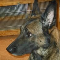 Chien shakti à l adoption #2
