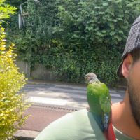 Conure de molina apprivoisée