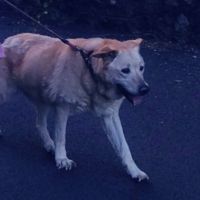 Chien macha à l adoption