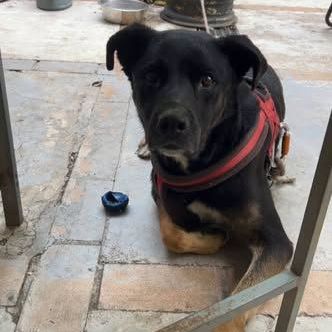 Chien scooby à l adoption #0