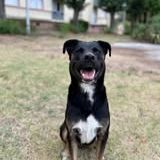 Chien scooby à l adoption #2