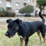 Chien scooby à l adoption #3