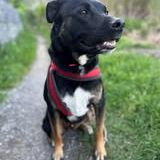 Chien scooby à l adoption #4