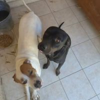 Chien bagherra à l adoption