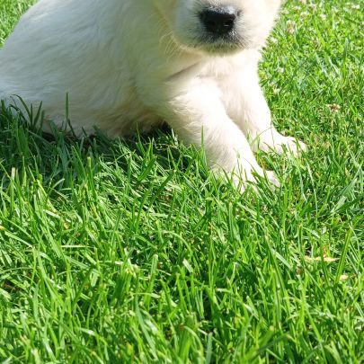 Chiot golden retriever lof #1