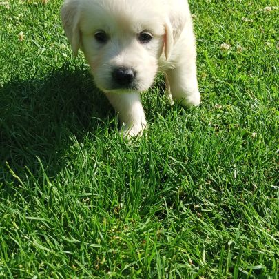 Chiot golden retriever lof #5