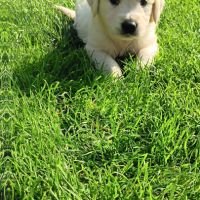 Chiot golden retriever lof