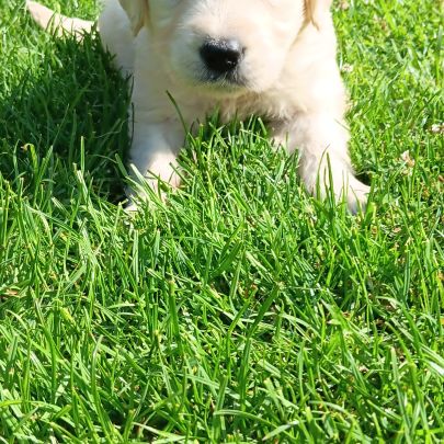 Golden retriever #1