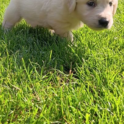Golden retriever #2