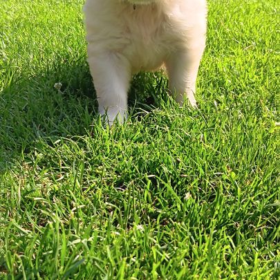 Golden retriever #4