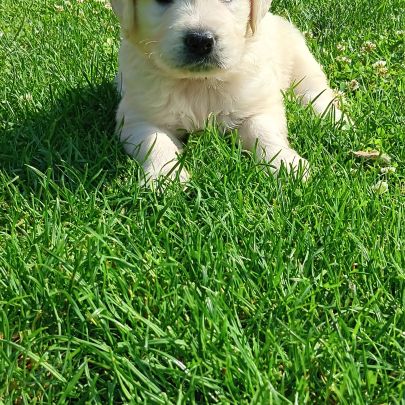Golden retriever