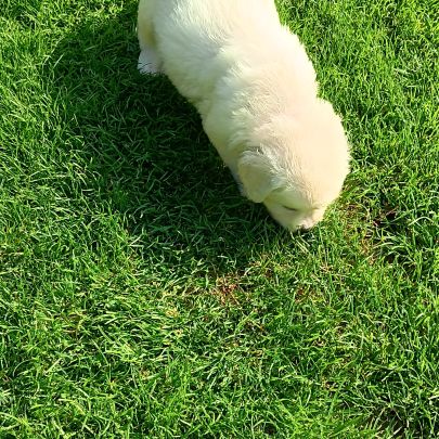 Golden retriever #6