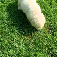 Golden retriever #6