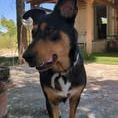 Chien luna à l adoption #2