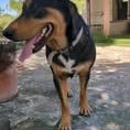 Chien luna à l adoption #3