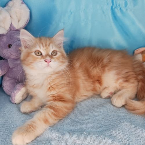 Badis, mon chaton sibérien loof, super câlin #1