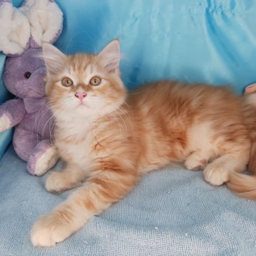 Badis, mon chaton sibérien loof, super câlin #2