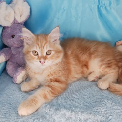 Badis, mon chaton sibérien loof, super câlin #3