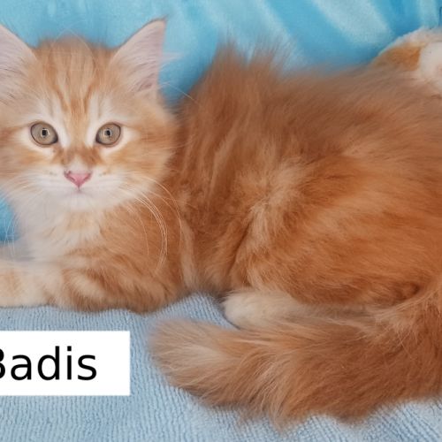 Badis, mon chaton sibérien loof, super câlin #0
