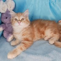 Badis, mon chaton sibérien loof, super câlin #2