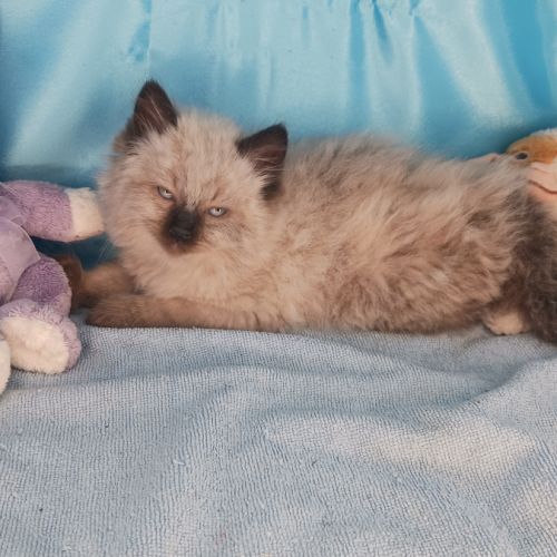 Borhan, mon chaton sibérien loof #2