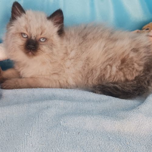 Borhan, mon chaton sibérien loof #3