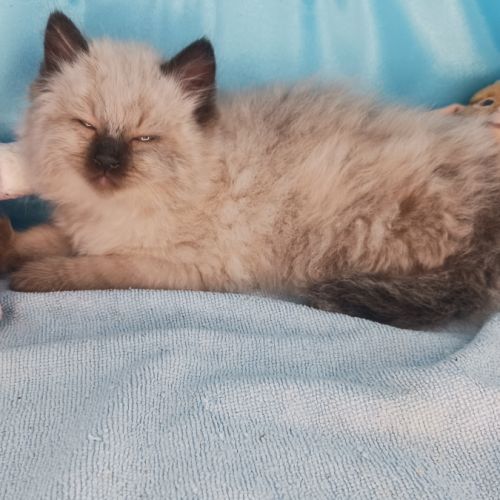 Borhan, mon chaton sibérien loof #5