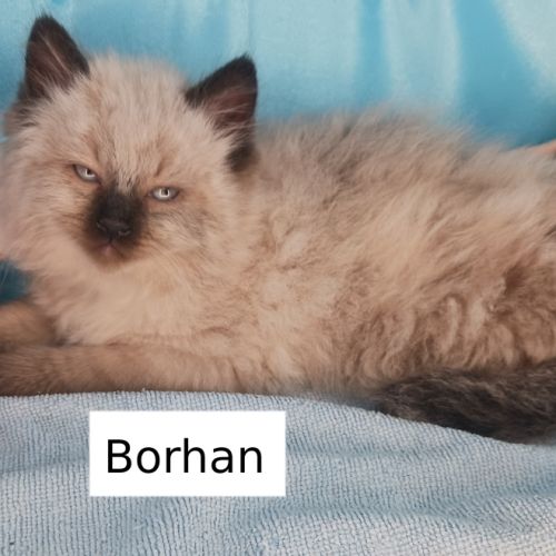 Borhan, mon chaton sibérien loof #0