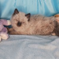 Borhan, mon chaton sibérien loof #2