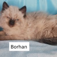 Borhan, mon chaton sibérien loof