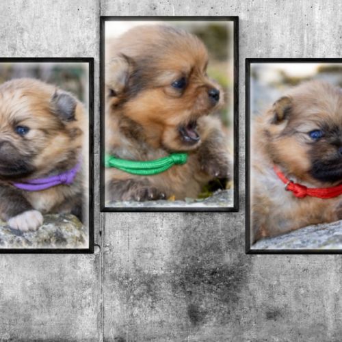 Magnifiques chiots mâles spitz nain lof #5