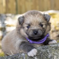 Magnifiques chiots mâles spitz nain lof #1