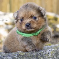 Magnifiques chiots mâles spitz nain lof #0