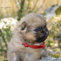 Magnifiques chiots mâles spitz nain lof #3