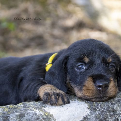 Chiots teckel nain poil dur lof #3