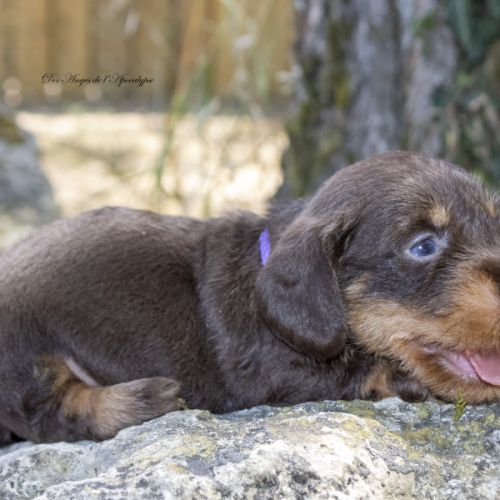 Chiots teckel nain poil dur lof #4