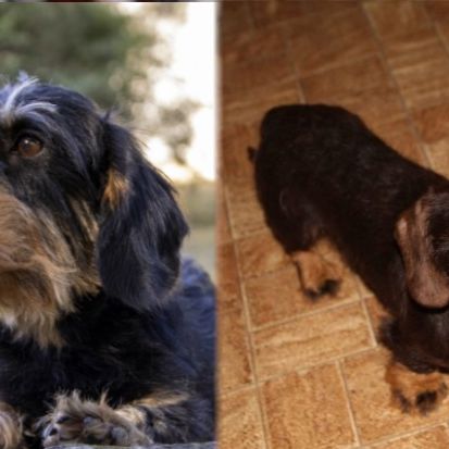 Chiots teckel nain poil dur lof #5