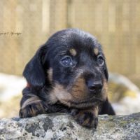 Chiots teckel nain poil dur lof #1